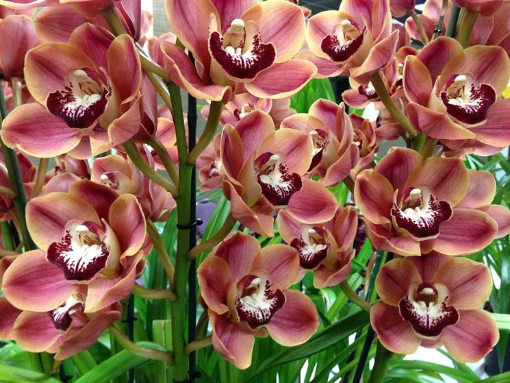 Le Orchidee Cymbidium in fiore