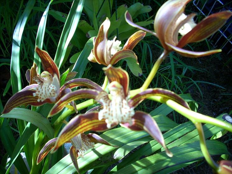 Orchidee cymbidium
