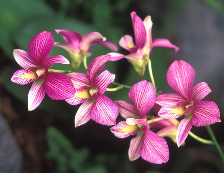 Esempio orchidee Dendrobium