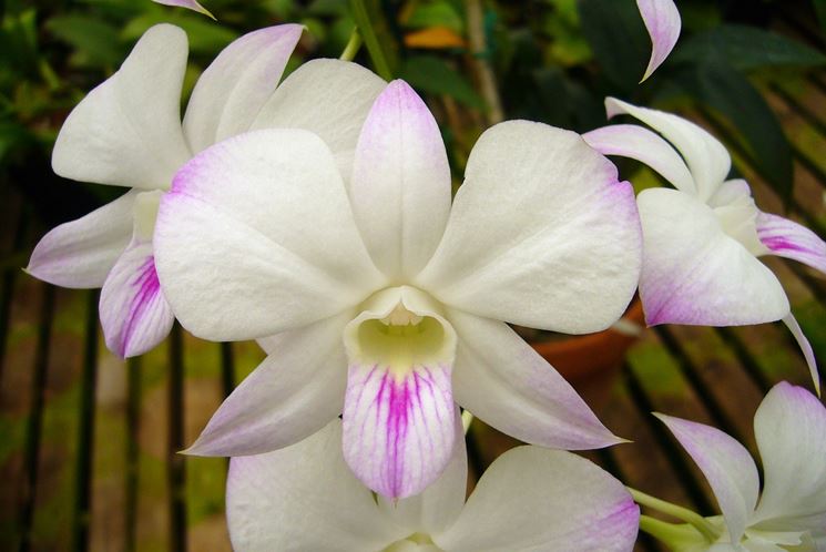 Piante orchidee dendrobium