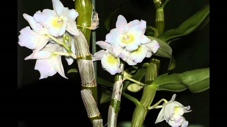 Esempio di orchidea Dendrobium