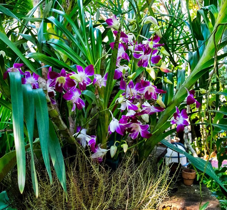 Orchidee dendrobium