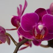 Orchidea Phalaenopsis