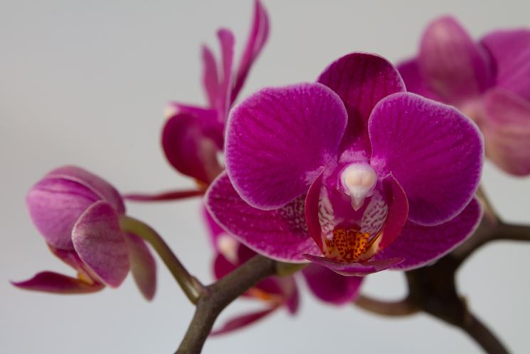 Orchidea Phalaenopsis