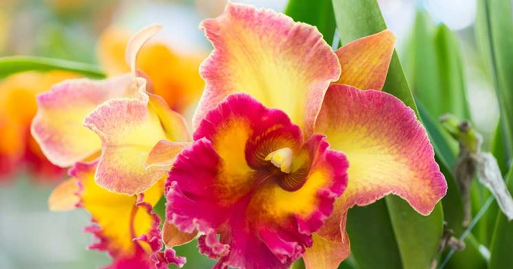 Orchidea Cattleya ibrida