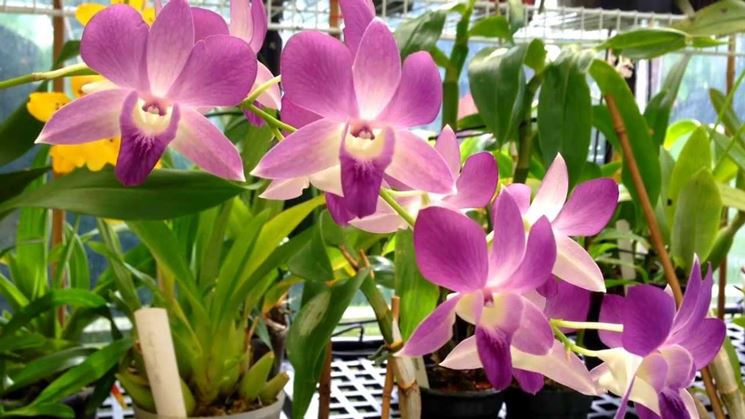 Orchidea Dendrobium