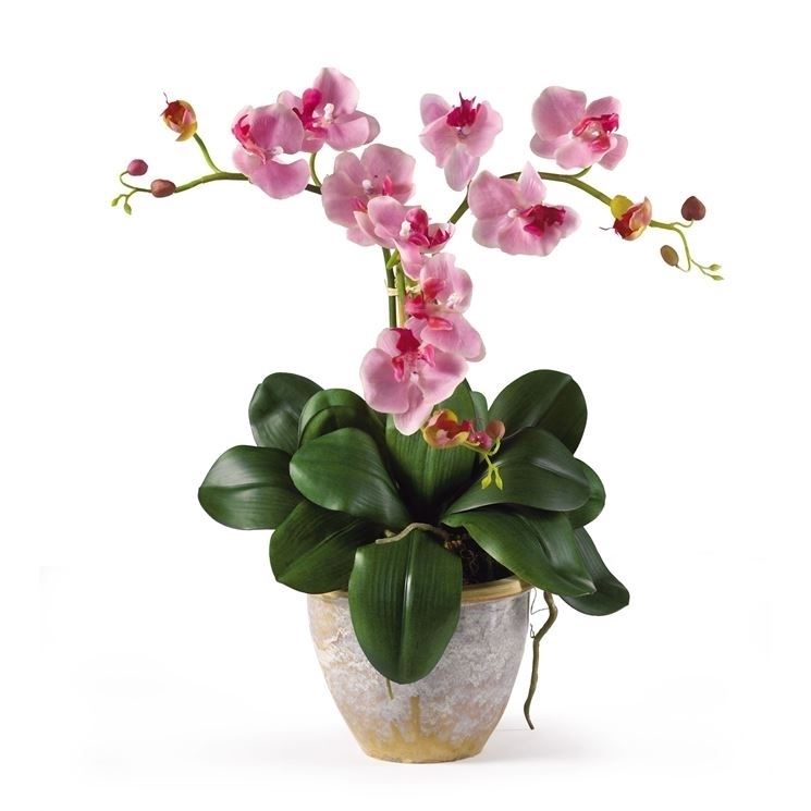 Fiore orchidee