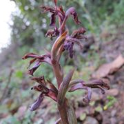 Orchidea italiana spontanea fiorita