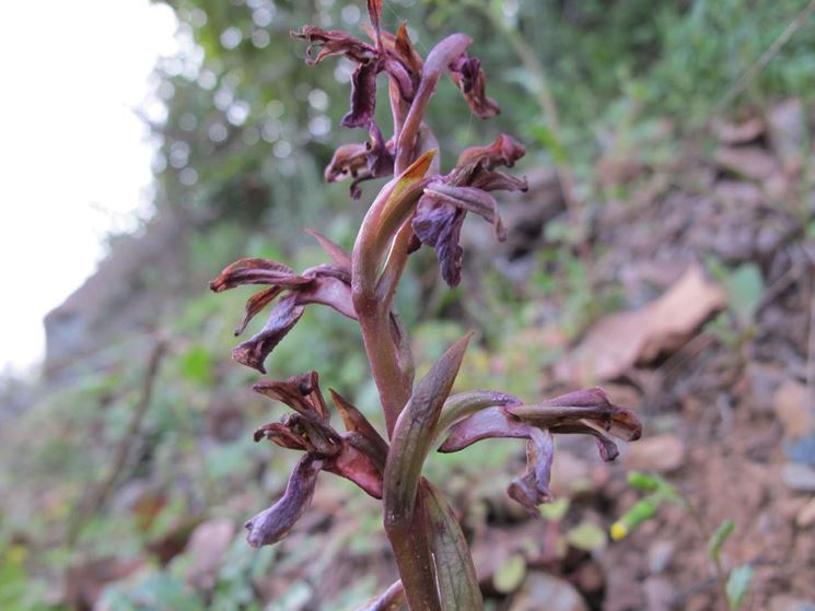 Orchidea italiana spontanea fiorita