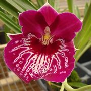 Grande orchidea