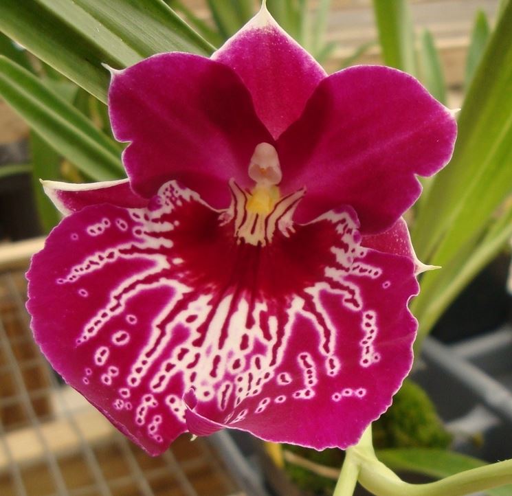 Grande orchidea