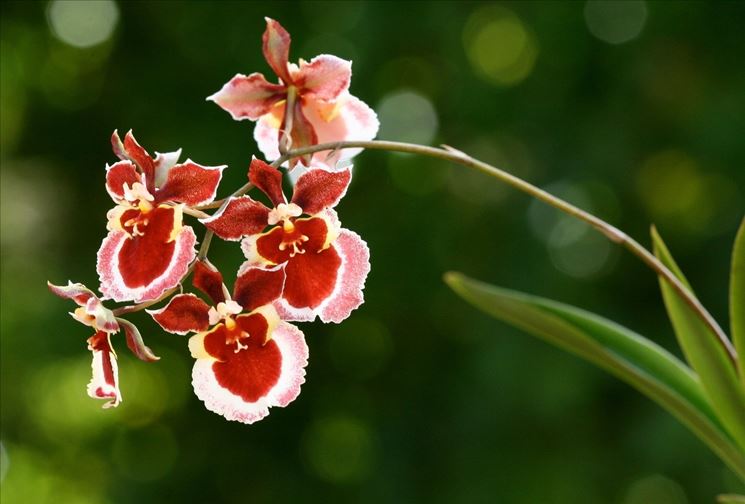 Fiori orchidee oncidium