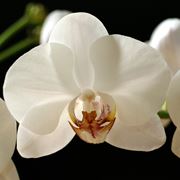 Fiori di Orchidea Phalaenopsis