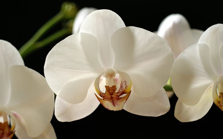 Fiori di Orchidea Phalaenopsis