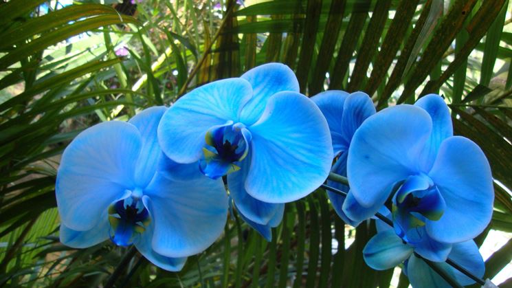 Orchidee Phalaenopsis blu