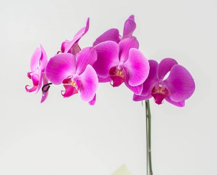 Orchidee Phalaenopsis rosa