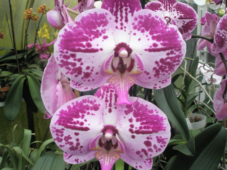 Orchidee Phalaenopsis variegate