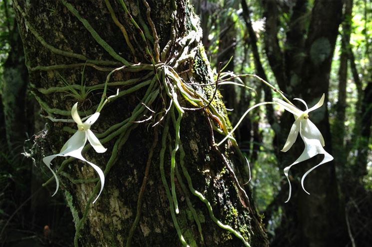 Esemplari di Orchidea fantasma