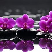 Orchidee acqua