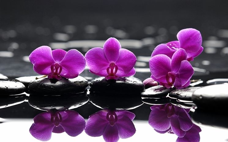 Orchidee acqua