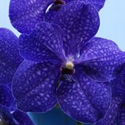 Orchidee Vanda blu