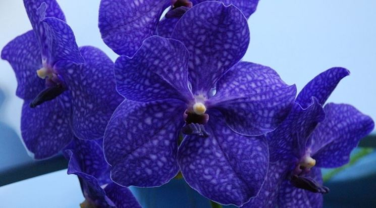 Orchidee Vanda blu