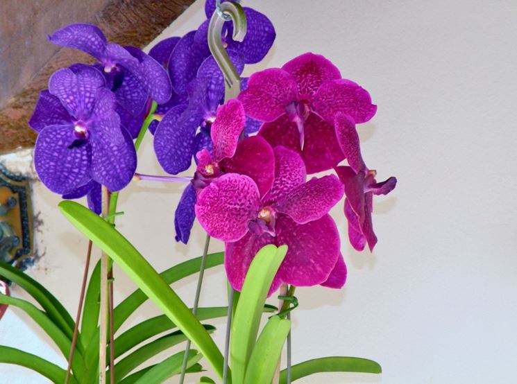 Orchidee Vanda blu e rosa