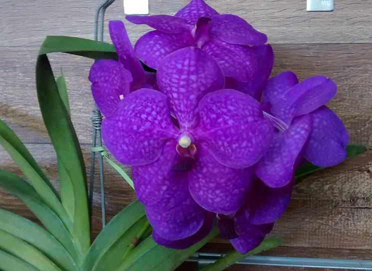Piante di Orchidee Vanda