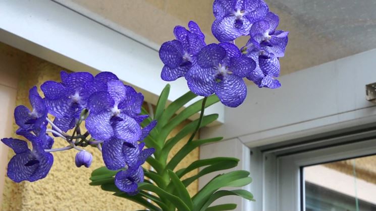 Fiori orchidee vanda