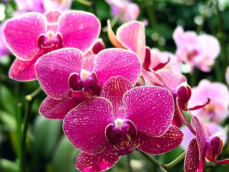 Esemplare orchidea