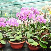 Esempio di serra per orchidee