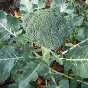 Coltivare broccoli giardino