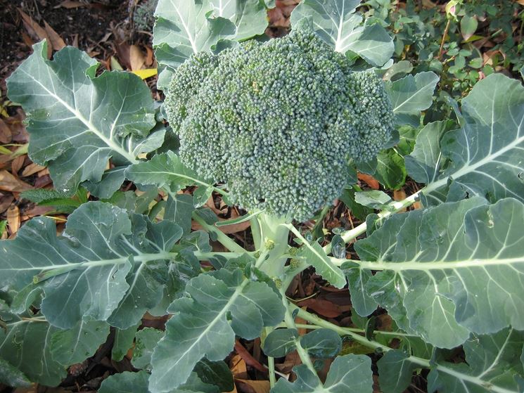 Coltivare broccoli giardino