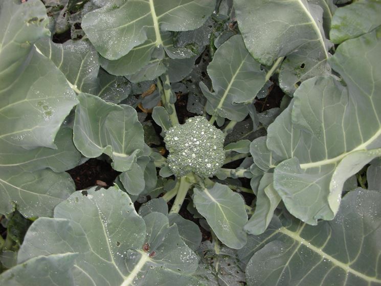 Coltivazione broccoli
