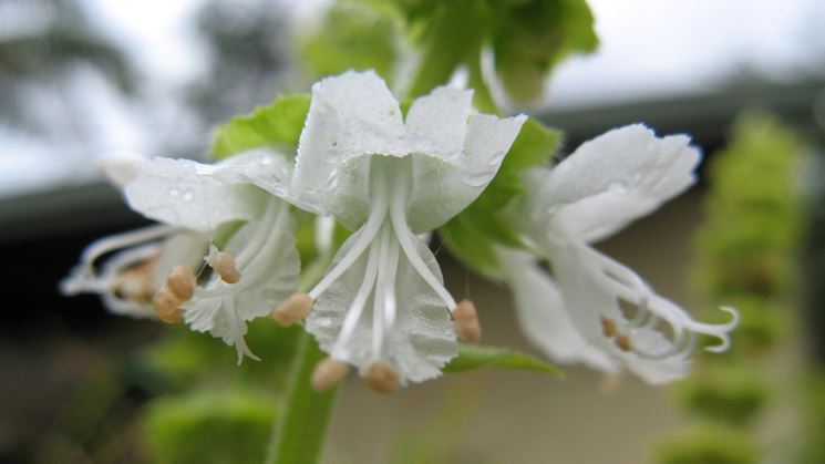 Dettaglio di fiore di basilico