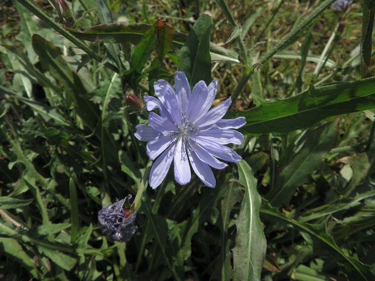 Fiore di cicoria