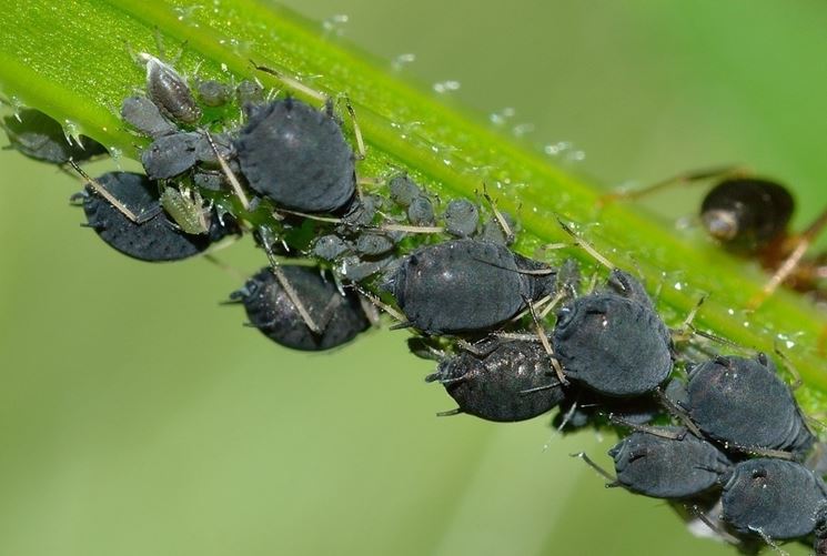 Pianta colpita da afidi