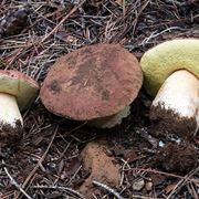 Funghi porcini