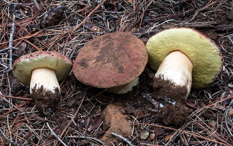 Funghi porcini