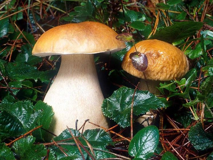 Funghi immersi nella vegetazione