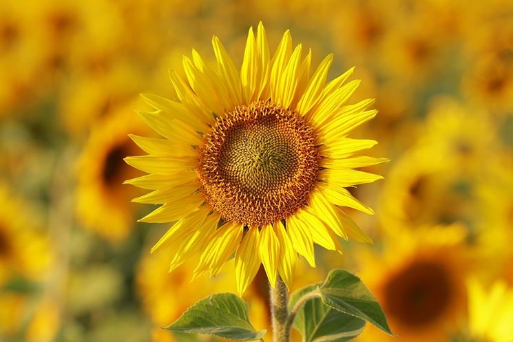 Girasole fiori