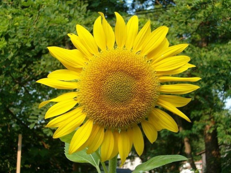 Girasole in vaso