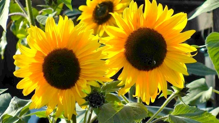 girasoli fioriti