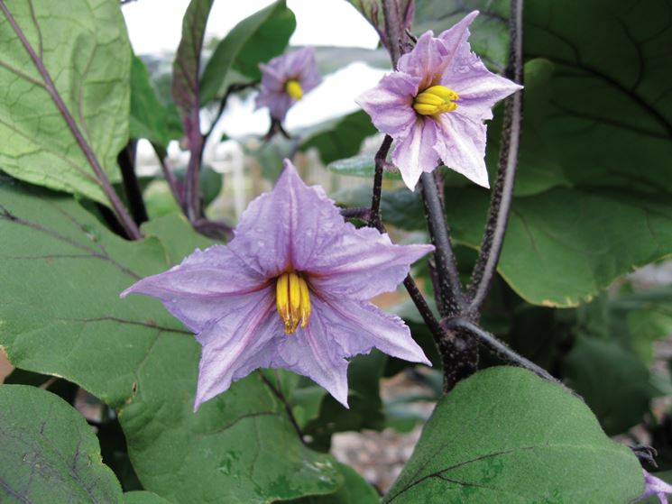 Fiori di melanzana