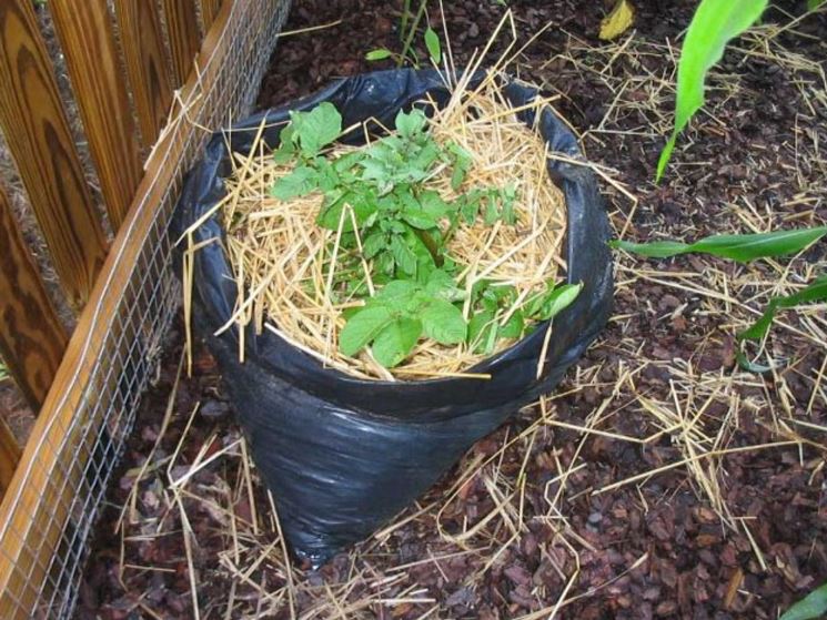 coltivazione patate in un sacco di iuta