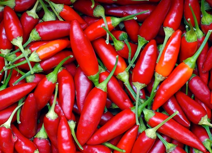 Tanti esemplari di peperoncino