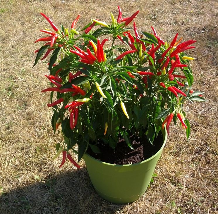 La coltivazione del peperoncino in vaso