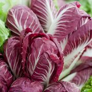 Radicchio a foglie rosse