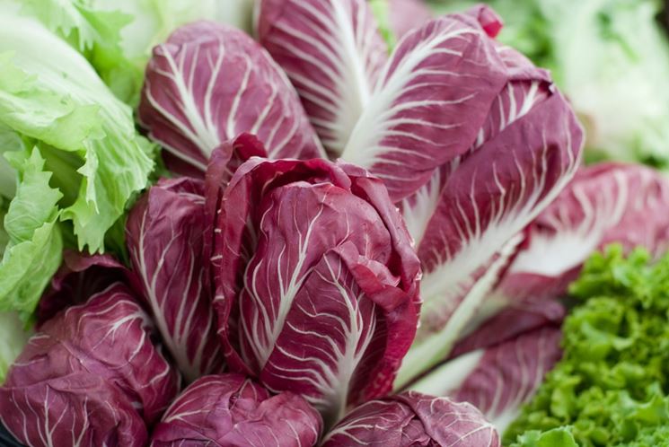 Radicchio a foglie rosse