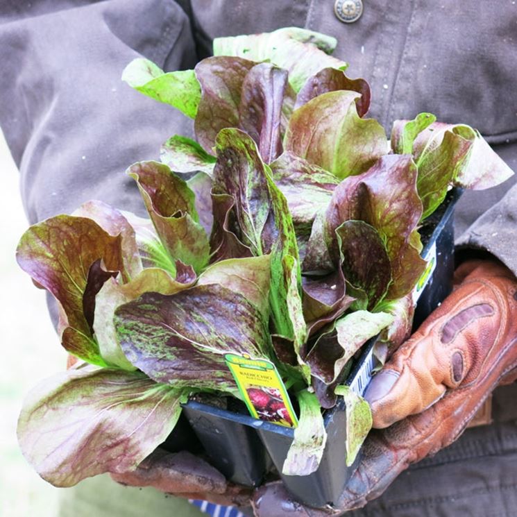 Variet di radicchio